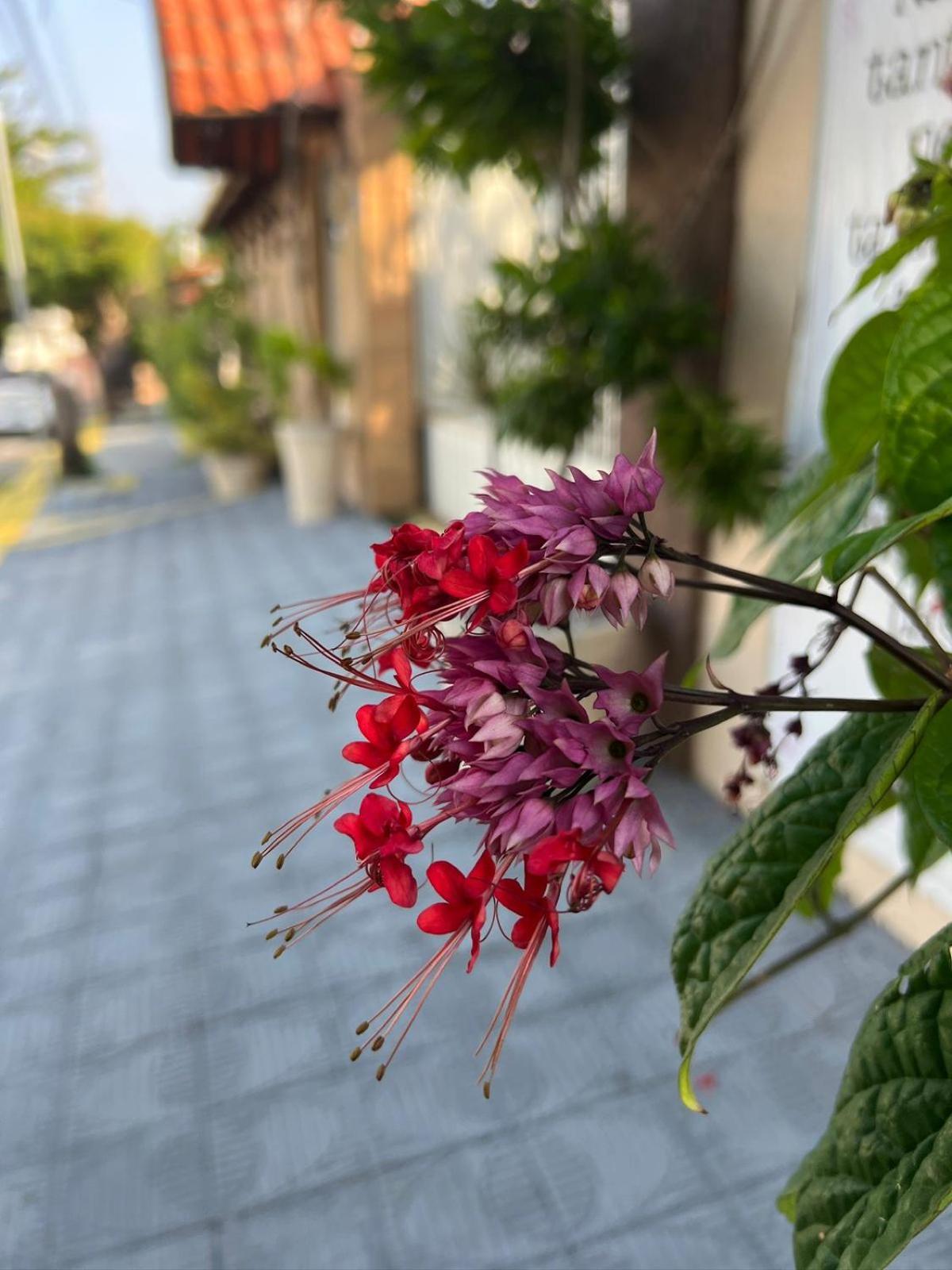 Pousada Flor Dalia นาตาล ภายนอก รูปภาพ